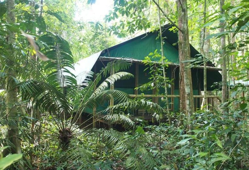 Хижина, Daintree Crocodylus