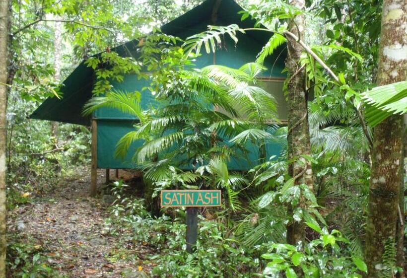 Бунгало Стандарт, Daintree Crocodylus