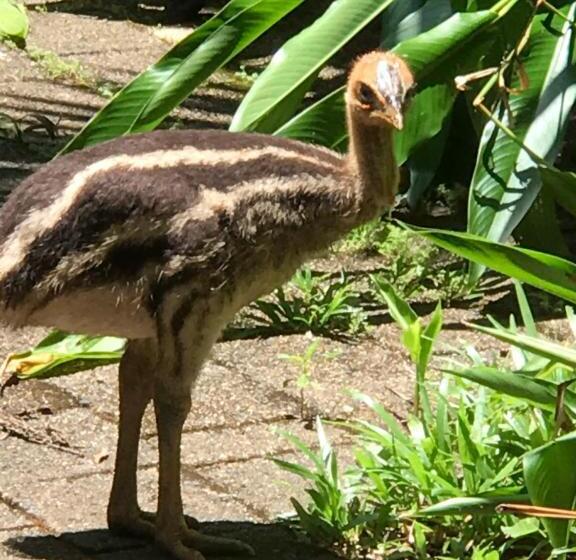 Family Suite, Daintree Crocodylus