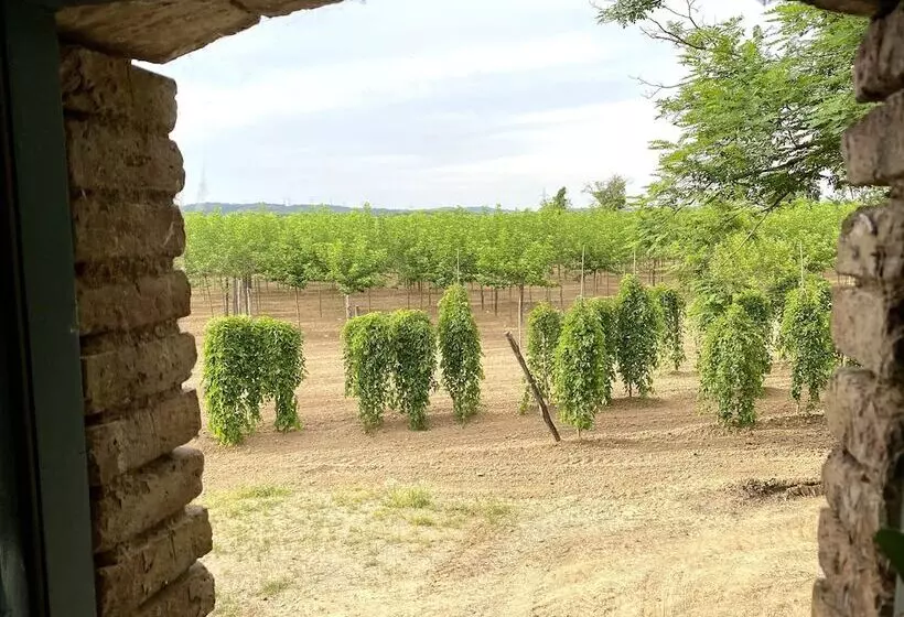 コンフォートルーム, Mas Carreras 1846
