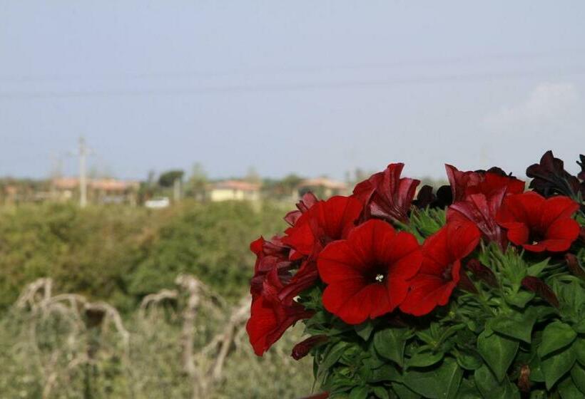 标准间, La Mimosa