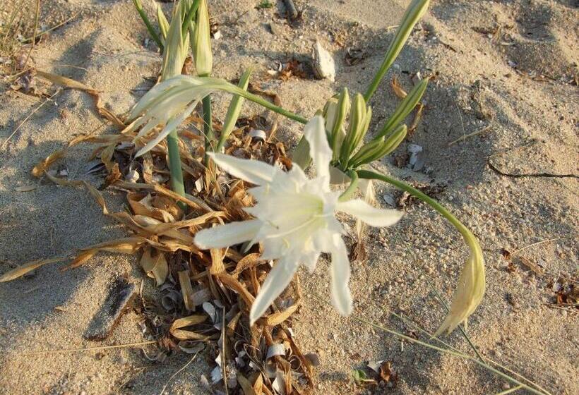 آپارتمان یک خوابه با دری مشترک که هال را جدا می کند., Lilium Maris