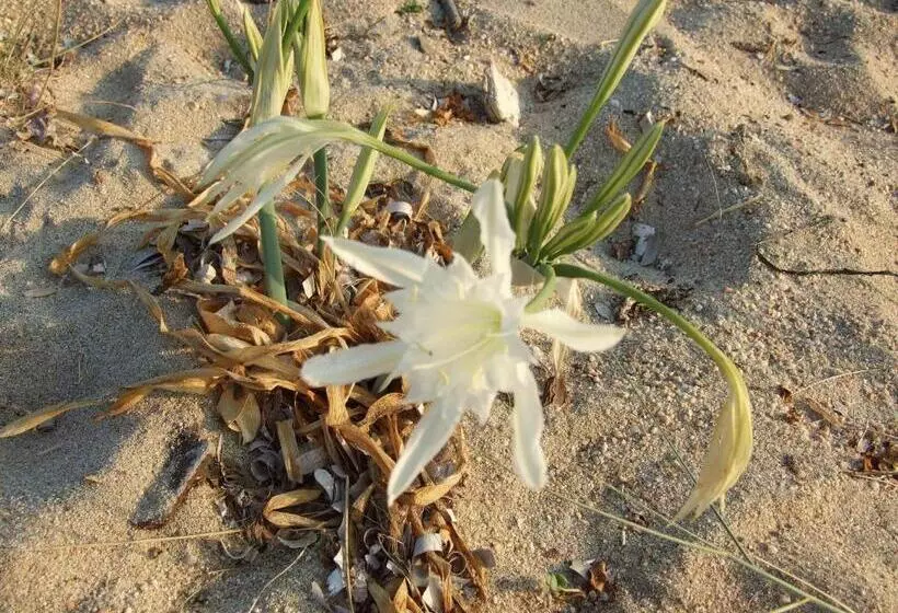 Yhden jaetun makuuhuoneen huoneisto, Lilium Maris