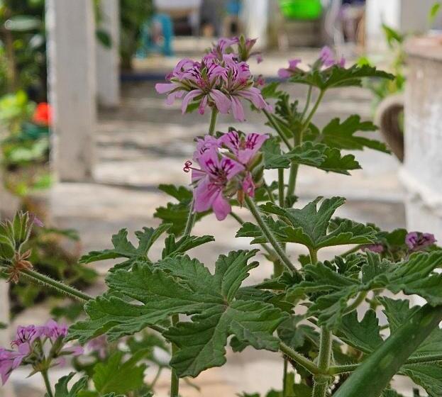 דירת חדר, Himara Beach Rooms