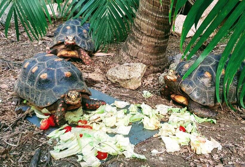 اتاق استاندارد با تراس, Abaai Resort B&b