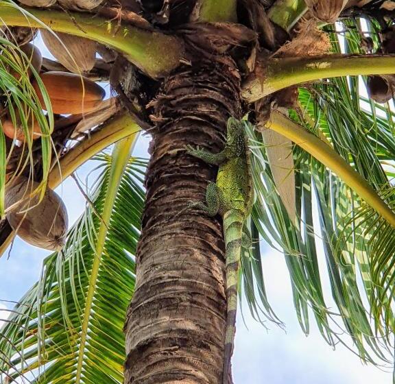 اتاق استاندارد با تراس, Abaai Resort B&b