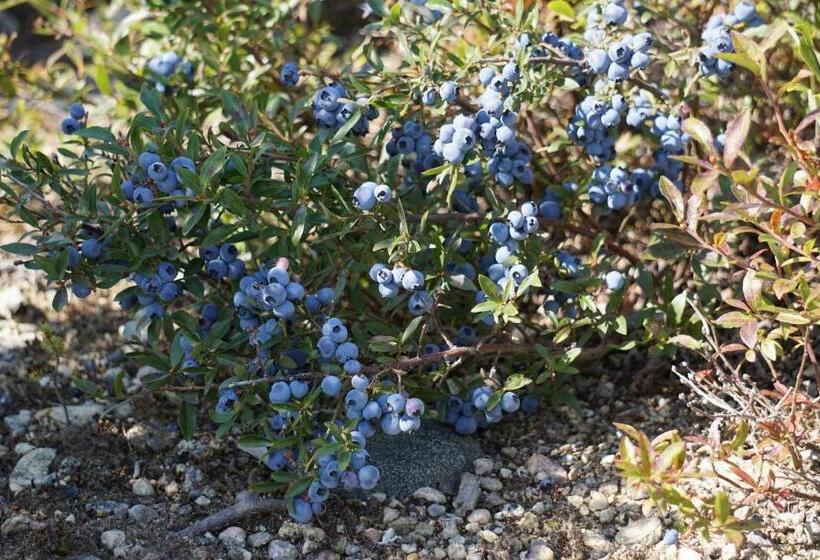 Номер Стандарт Индивидуальный Совместная Ванная, Auberge Mélilot
