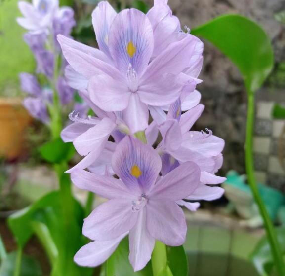 إستوديو قياسى سرير كينج, Nirvana Apartament Hostal