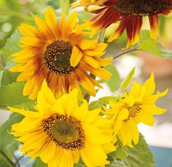 Classic room with balcony, Fichtenwald Ihr Boutique I Glück`s