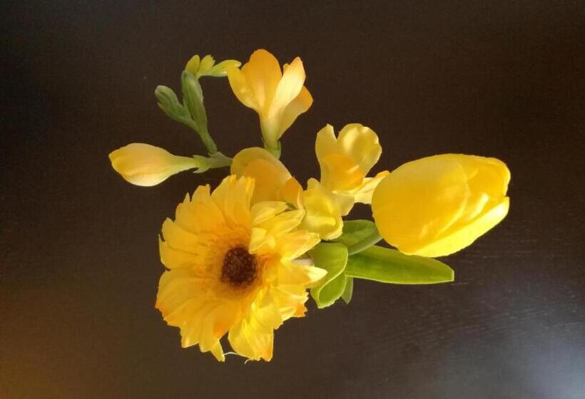 Номер Стандарт, The Yellow House