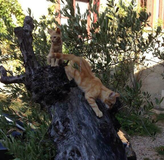 スタンダードルーム, The Resid For Calixte