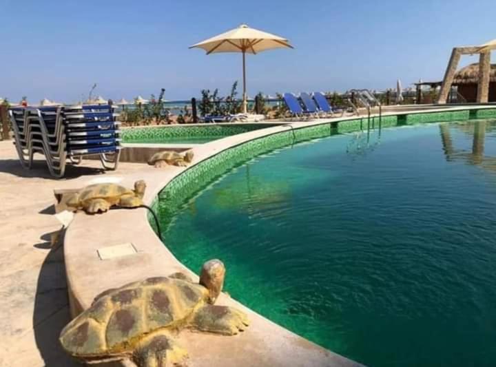 آپارتمان 1 خوابه, Turtles Beach Resort Hurghada Studio View Sea View Pool Private Beach Pools Anf Sunny Balcony