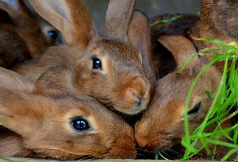 غرفة قياسية, Roulotte Cosy Avec Kitchenette, Ruisseau Apaisant Et Espace Bien être, Nuit Insolite à Ferdrupt   Fr