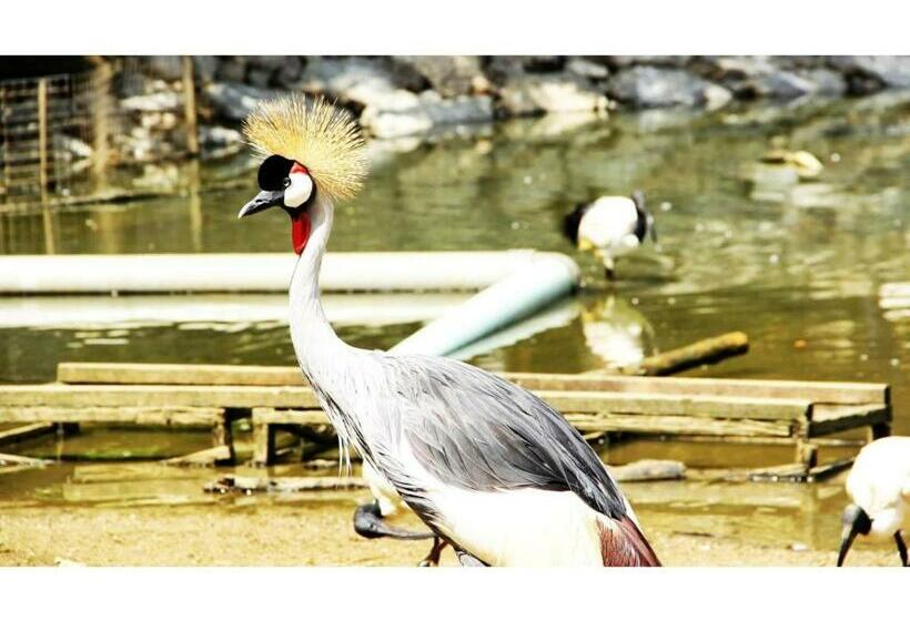 إستوديو قياسى, Resort Hotel Buena Vista Nakijin   Vacation Stay 57850v