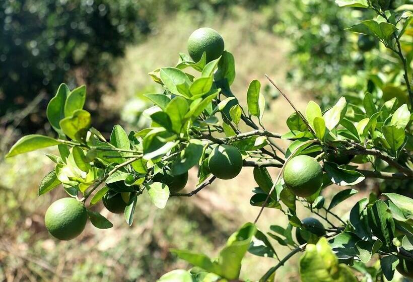 فيلا 3 غرف نوم, The Farm Retreat