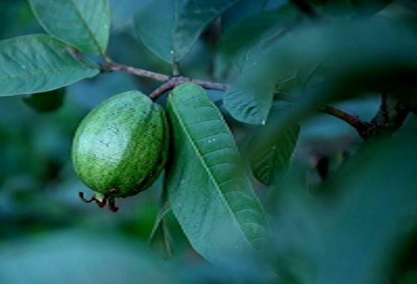 فيلا 3 غرف نوم, The Farm Retreat
