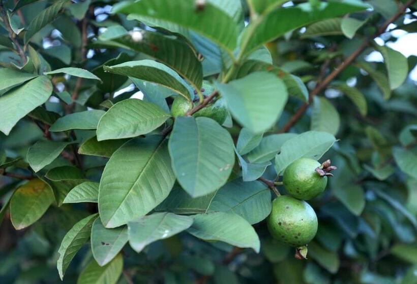 غرفة ديلوكس, The Farm Retreat