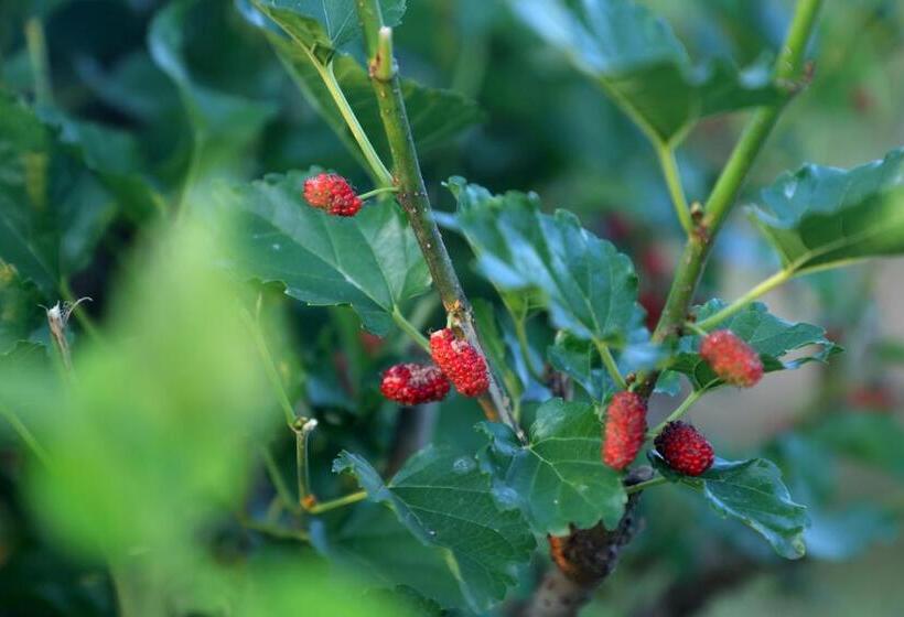 فيلا 3 غرف نوم, The Farm Retreat