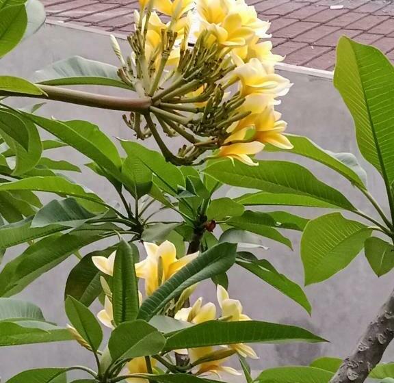 חדר דלוקס, Sunrise Coconut House