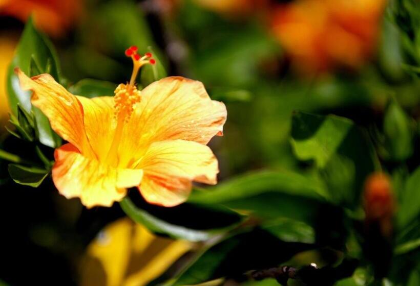 بنجلو قياسى غرفتين نوم, Olbios Marina Resort