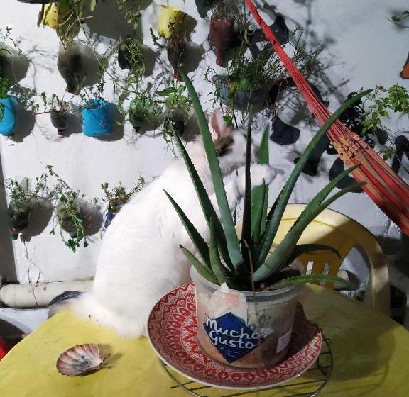 Standaardkamer met Gedeelde Badkamer, Hostel Torre Bahia