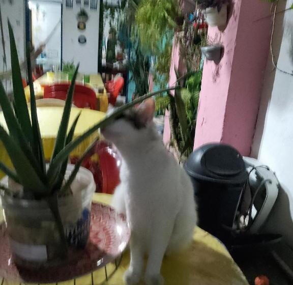 Familiekamer, Hostel Torre Bahia