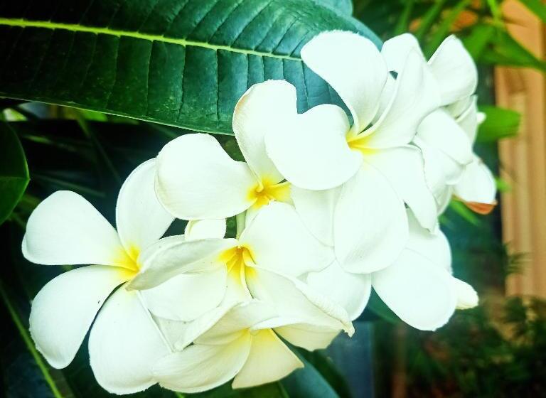 スタンダードスタジオ, Siam Tara Resort Chiangkhong