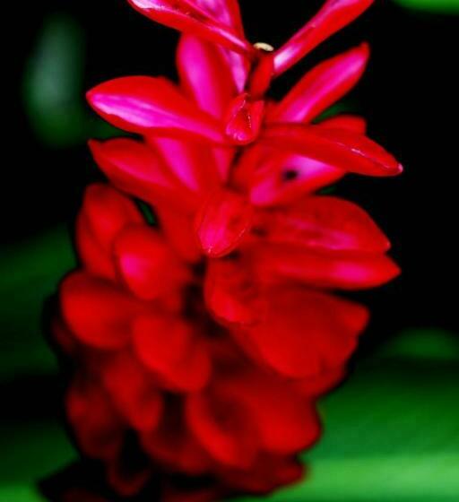 Вилла Deluxe 1 Спальня, Arthaya Villas Sha Extra Plus