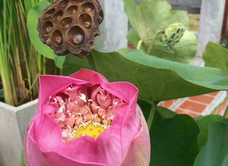 Вилла Deluxe 1 Спальня, Arthaya Villas Sha Extra Plus