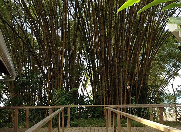 اتاق لوکس, Pirate Cove