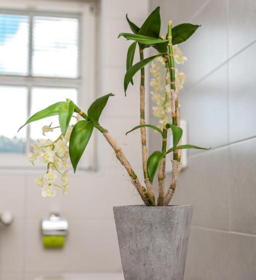 דירת חדר, Altstadt