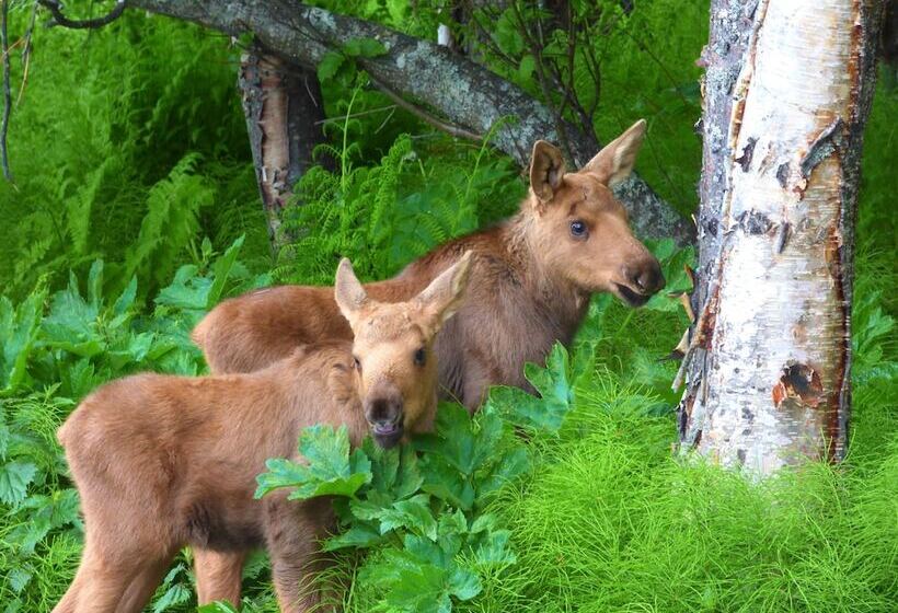 标准间, Juneberry Lodge