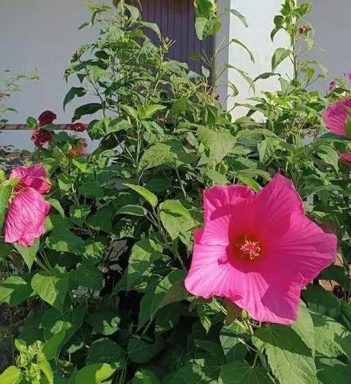 اتاق استاندارد, B&b Il Tulipano