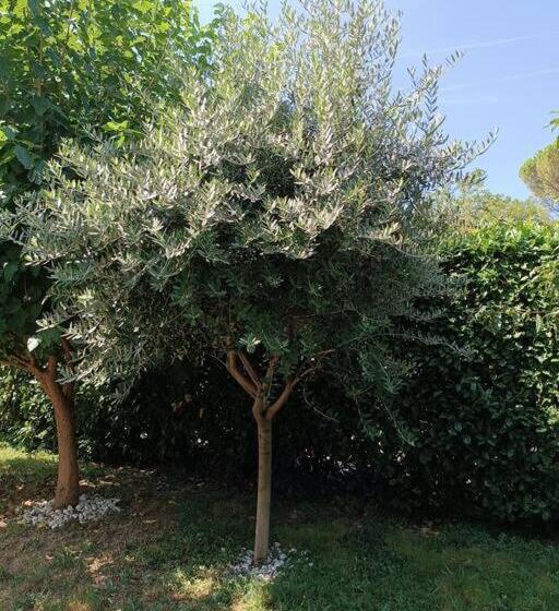 Chambre Standard, B&b Il Tulipano