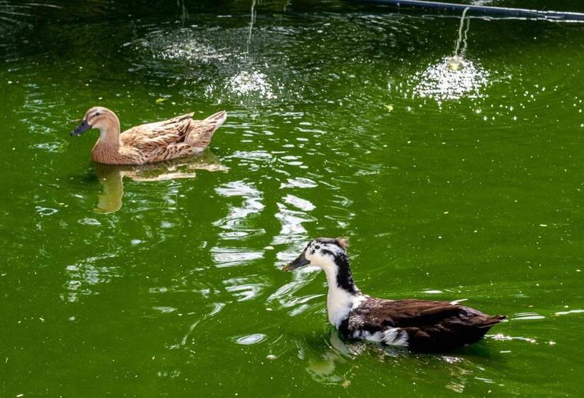 标准工作室, Chale Em Curitiba   Chales Portugal