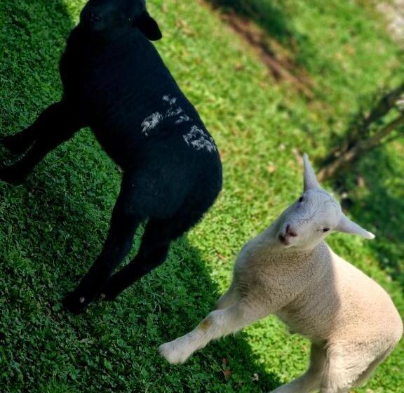 一居室别墅, Chale Em Curitiba   Chales Portugal