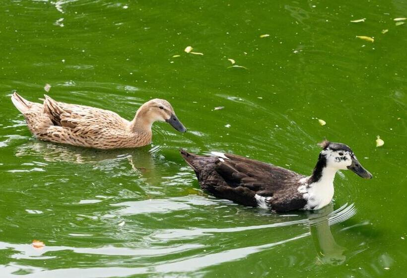 一居室别墅, Chale Em Curitiba   Chales Portugal
