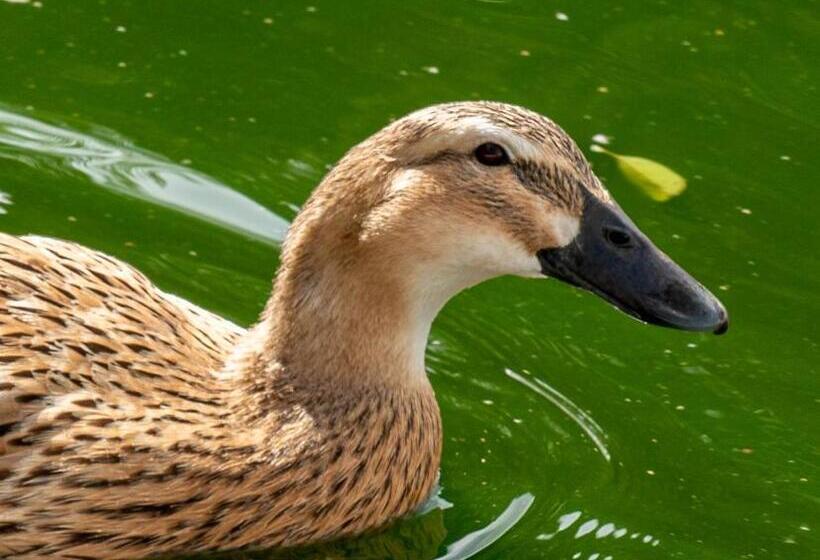 标准工作室, Chale Em Curitiba   Chales Portugal