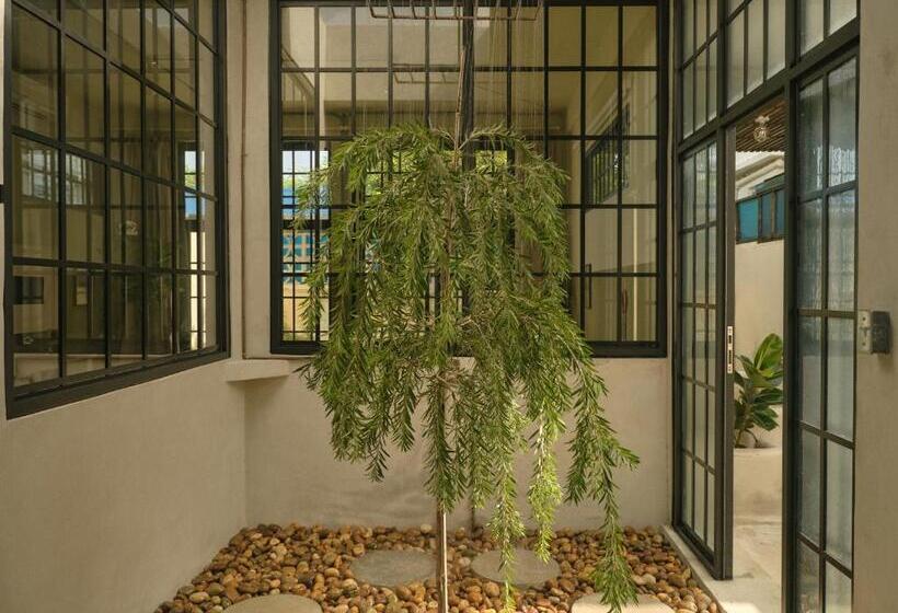 استودیوی لوکس, Paz By Dw