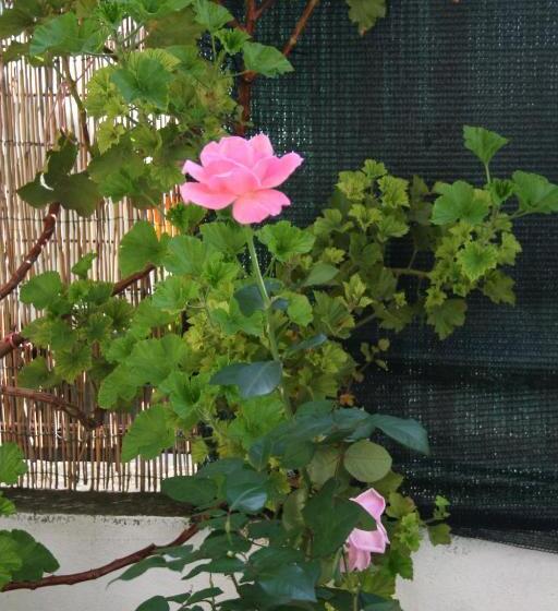 חדר סטנדרט, Il Giglio