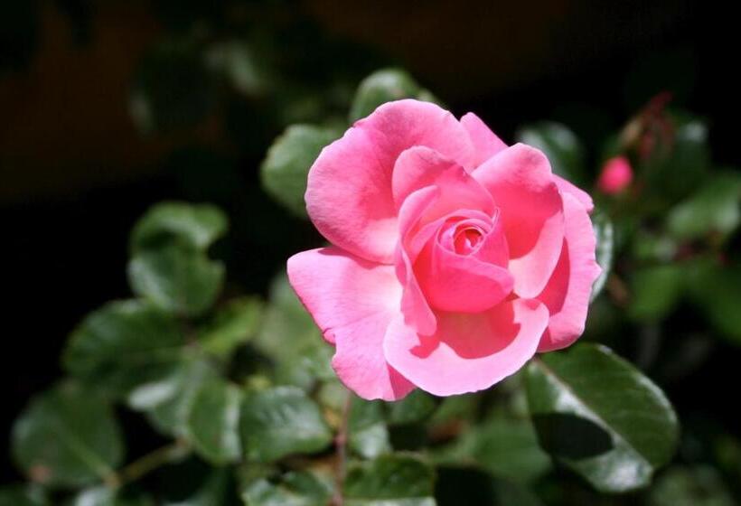 חדר דחוקס עם מיטת קינג, Il Giglio