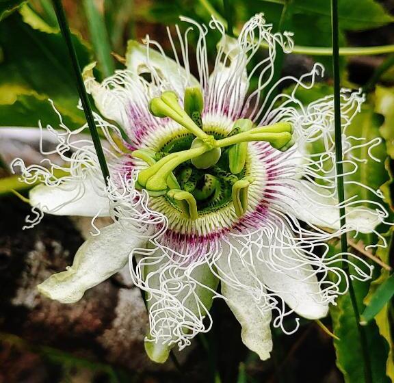 اتاق استاندارد با سرویس بهداشتی مشترک, Eskal Péi Auberge De Jeunesse & Chambres D Hôtes