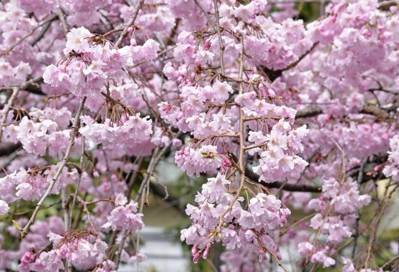 스탠다드 스튜디오, Harazuru Onsen Taisenkaku Vacation Stay 96472v