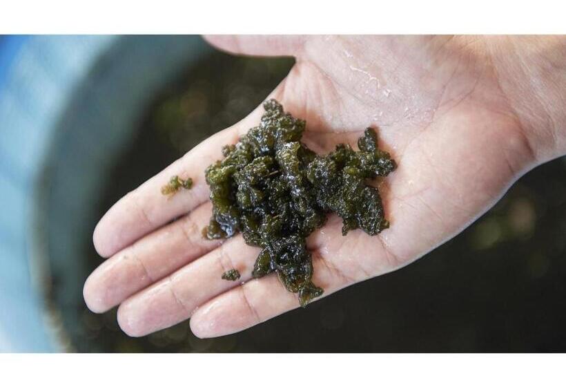 스탠다드 스튜디오, Harazuru Onsen Taisenkaku Vacation Stay 96472v