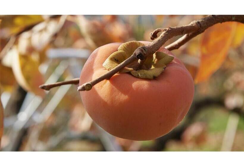 스탠다드 스튜디오, Harazuru Onsen Taisenkaku Vacation Stay 96472v