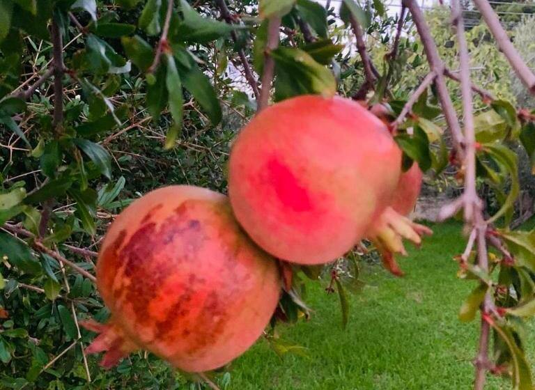 Номер Deluxe, Cottage Room Deluxe Con Parcheggio