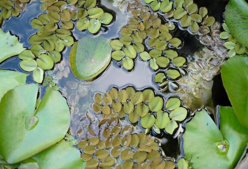 Habitación Familiar Vista Jardín, 姉と弟の家