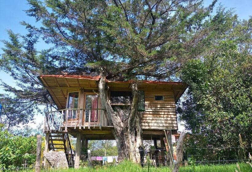 בקתה סטנדרטית, Monte Verde Cabañas Y Camping