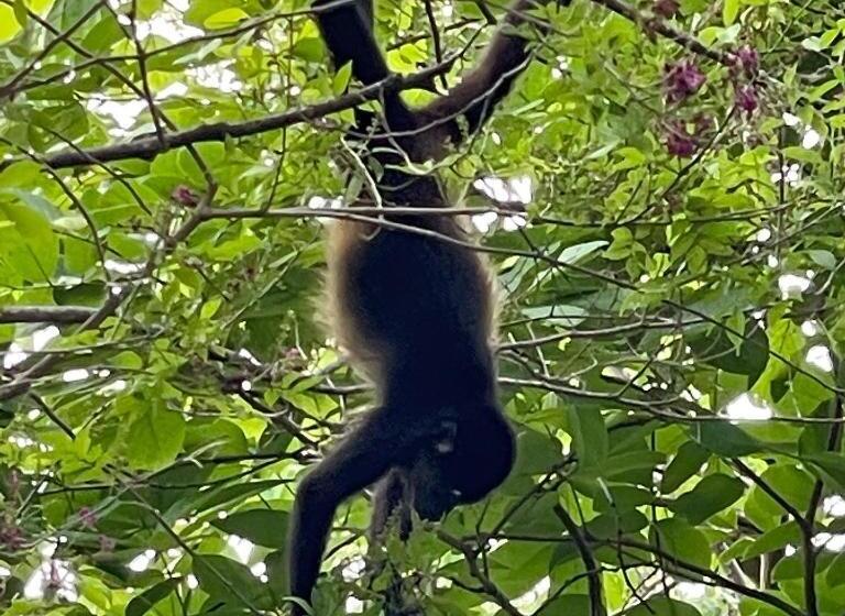 スタンダードルーム, Casita Ylang Ylang