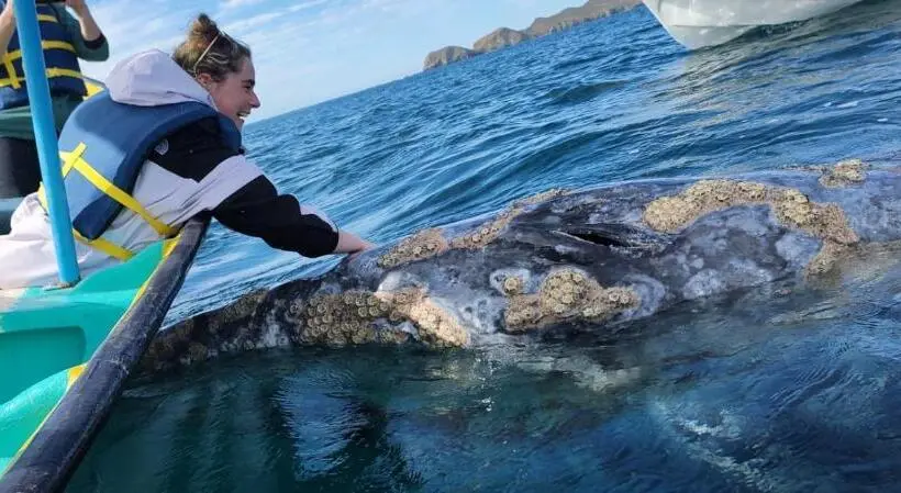オーシャンビューデラックスルーム, Whale Tours And Sport Fishing Vista Mag Bay